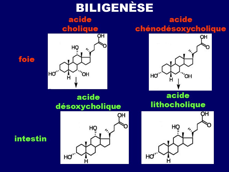 BILIGENÈSE acide cholique acide chénodésoxycholique acide désoxycholique acide lithocholique foie intestin